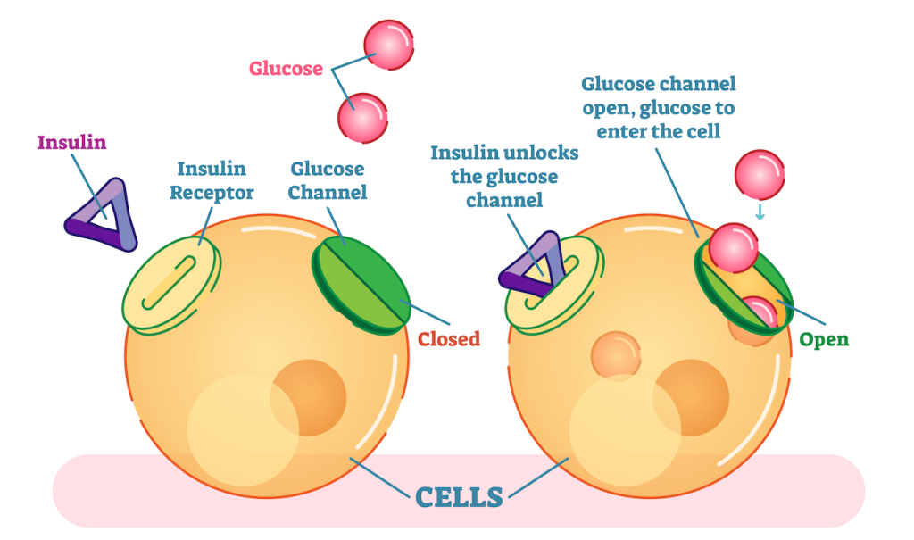 Is insuline een dikmakend hormoon?