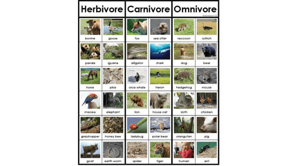Carnivoor - Herbivoor - Omnivoor